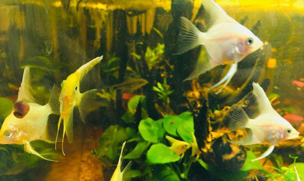 怎么判断鱼饿了