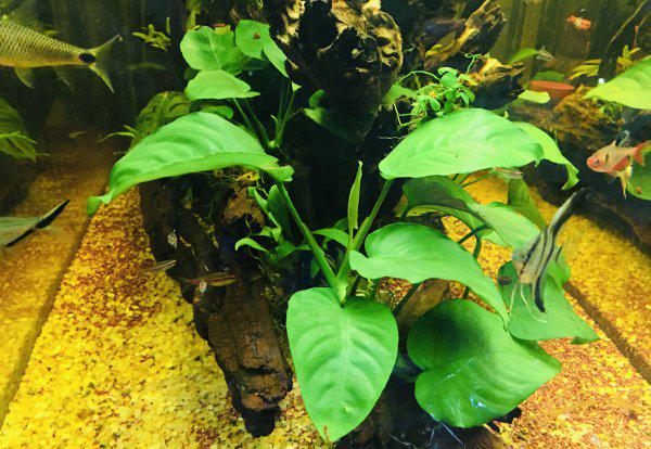 怎么判断鱼饿了