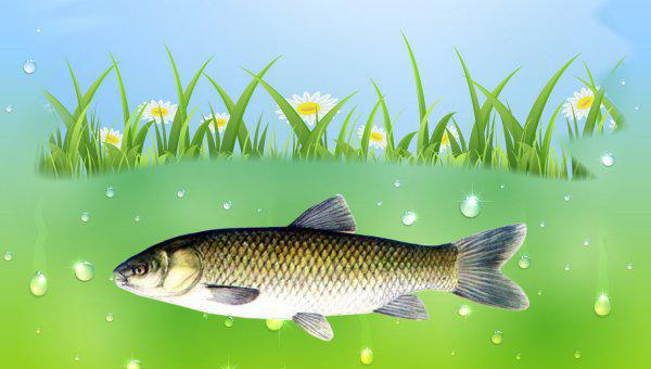 钓草鱼钓底还是钓浮