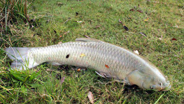 钓草鱼钓底还是钓浮