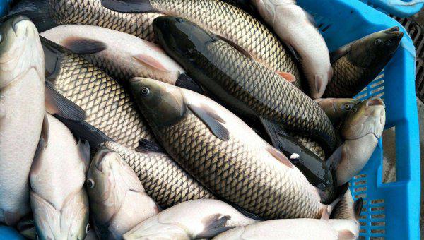 钓草鱼钓底还是钓浮