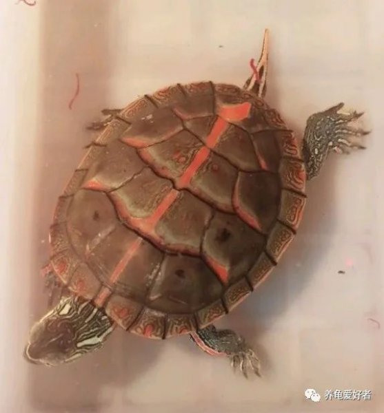 西锦龟怎么养的条件