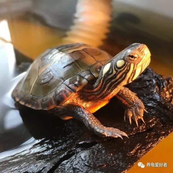 西锦龟怎么养的条件