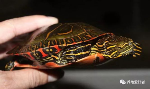 西锦龟怎么养的条件