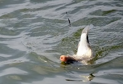 天气热钓鱼钓深还是浅好 夏天什么时间钓鱼是最佳时机