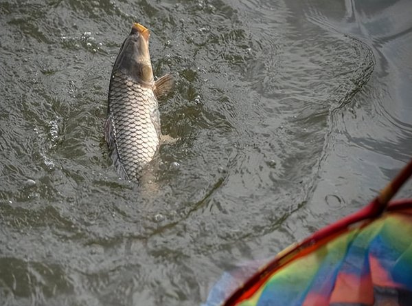 天气热钓鱼钓深还是浅好