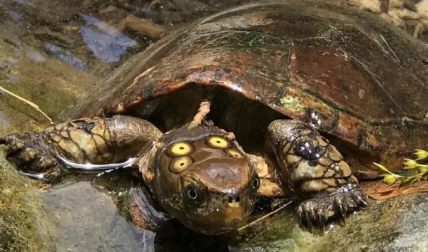 乌龟身上有寄生虫吗