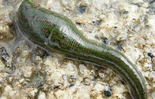 乌龟身上有寄生虫吗