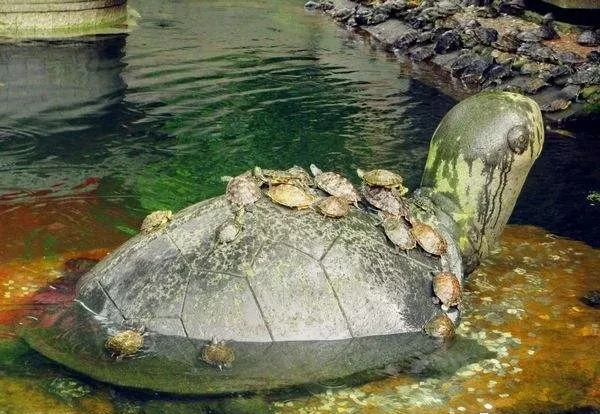 乌龟身上有寄生虫吗