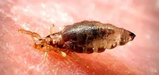 乌龟身上有寄生虫吗