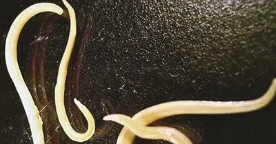 乌龟身上有寄生虫吗