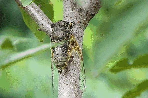 壁虎喜欢在什么环境下生存