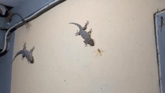 壁虎喜欢在什么环境下生存