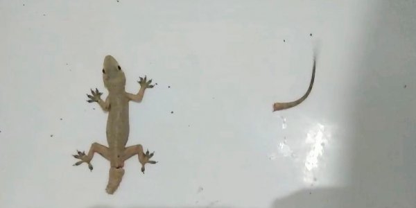 壁虎喜欢在什么环境下生存