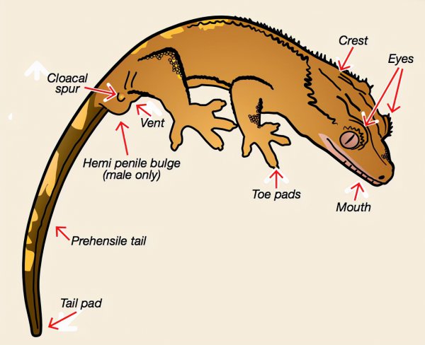 壁虎喜欢在什么环境下生存