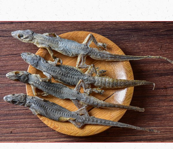 壁虎喜欢在什么环境下生存