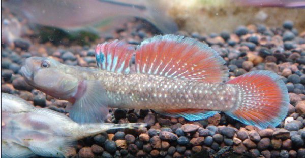 虾虎鱼在鱼缸中怎么养