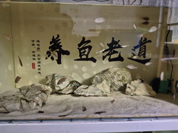 虾虎鱼在鱼缸中怎么养