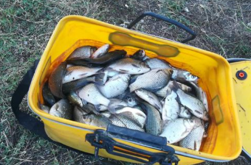 钓鱼打窝酒米绝密配方