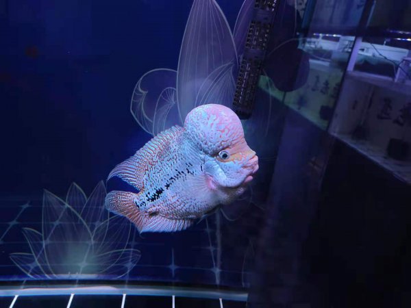 鱼身上长白点点是怎么办