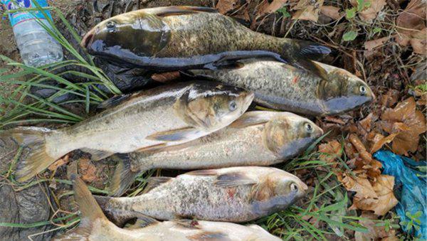 手竿怎么钓鲢鳙最好