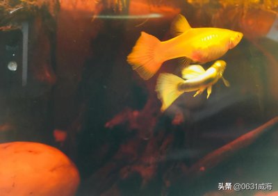 孔雀鱼跳缸怎么回事 孔雀鱼总是跳缸的原因是什么