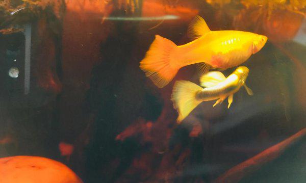 孔雀鱼跳缸怎么回事