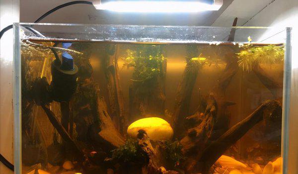 孔雀鱼跳缸怎么回事