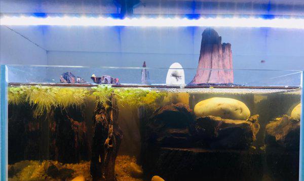 孔雀鱼跳缸怎么回事