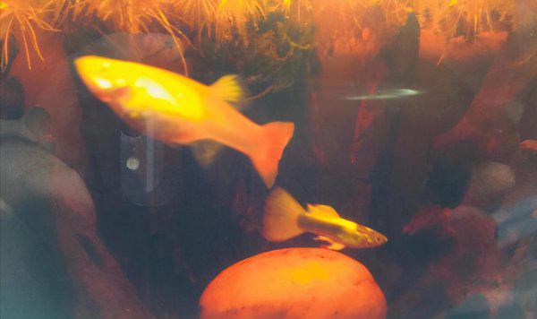 孔雀鱼跳缸怎么回事