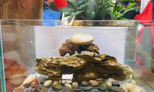 孔雀鱼跳缸怎么回事