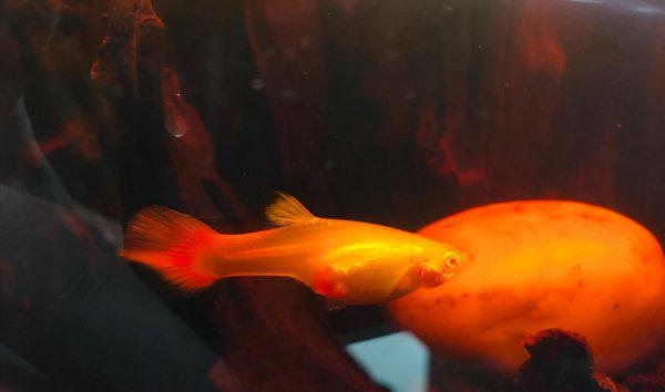 孔雀鱼跳缸怎么回事