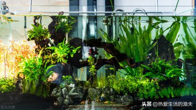 鱼缸水有腥味怎么处理解决 水缸里面的鱼腥味怎么去除