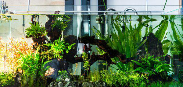 鱼缸水有腥味怎么处理解决