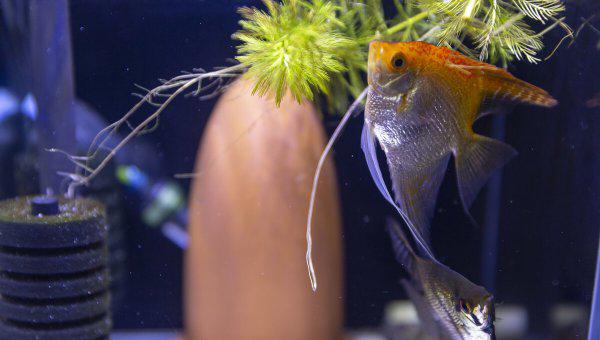 鱼缸水有腥味怎么处理解决