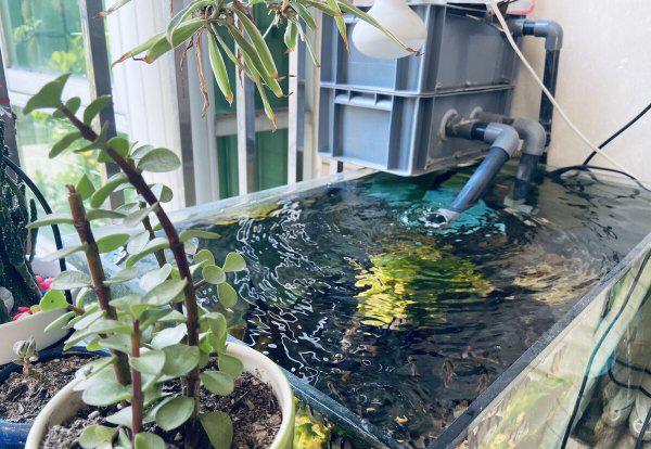 鱼缸水有腥味怎么处理解决