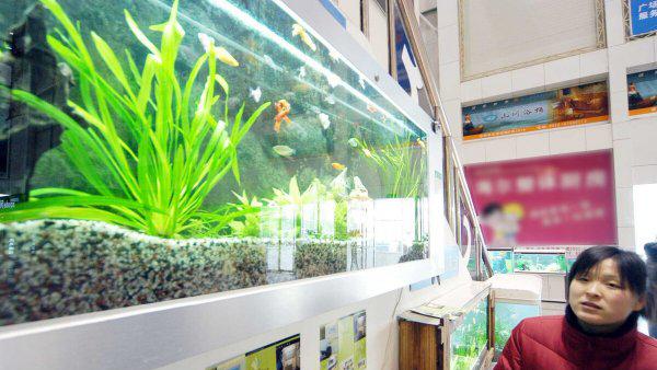 鱼缸水有腥味怎么处理解决