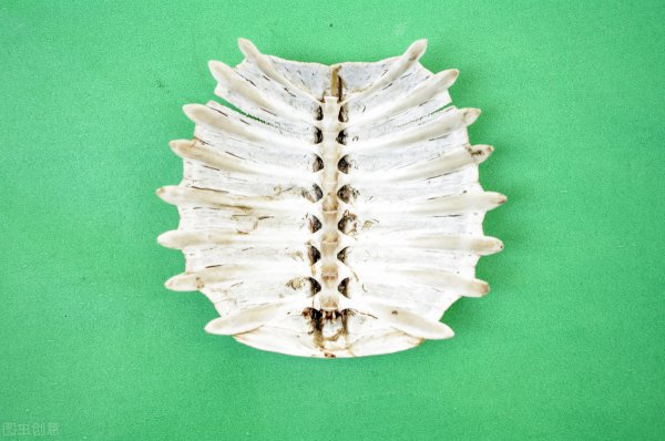 甲鱼和乌龟有什么区别