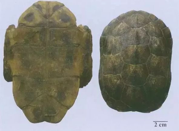 甲鱼和乌龟有什么区别