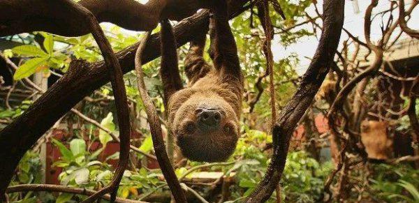 什么动物最可爱