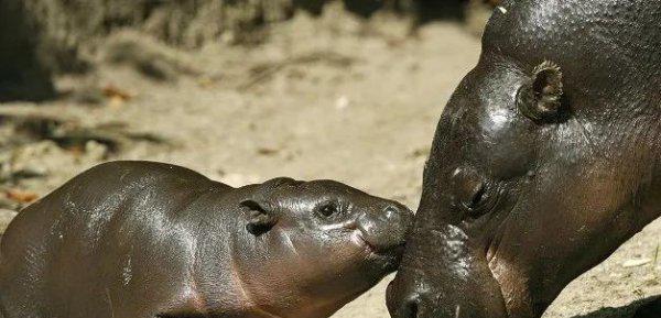 什么动物最可爱