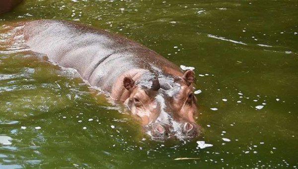 什么动物最可爱