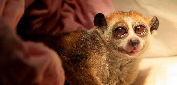 什么动物最可爱