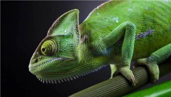 什么动物最可爱