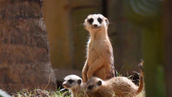 什么动物最可爱