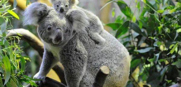 什么动物最可爱