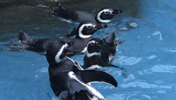 什么动物最可爱