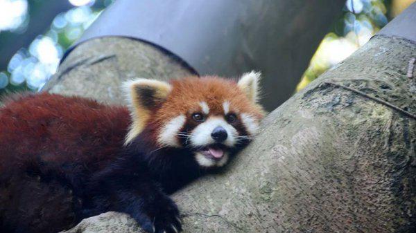 什么动物最可爱