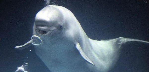 什么动物最可爱