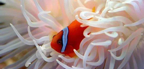 什么动物最可爱